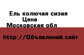 Ель колючая сизая › Цена ­ 1 000 - Московская обл.  »    